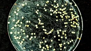 Get Creative: Joining The Dots – Natural Art Workshops